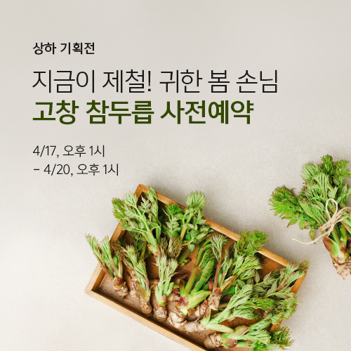 고창 참두릅 사전예약