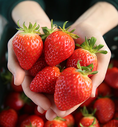 상하농원 재배 딸기 - 설향 400g